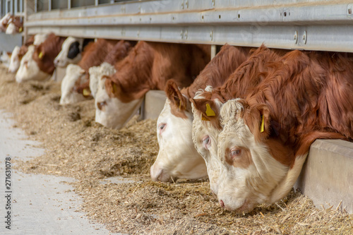 some cattle in a stable photo