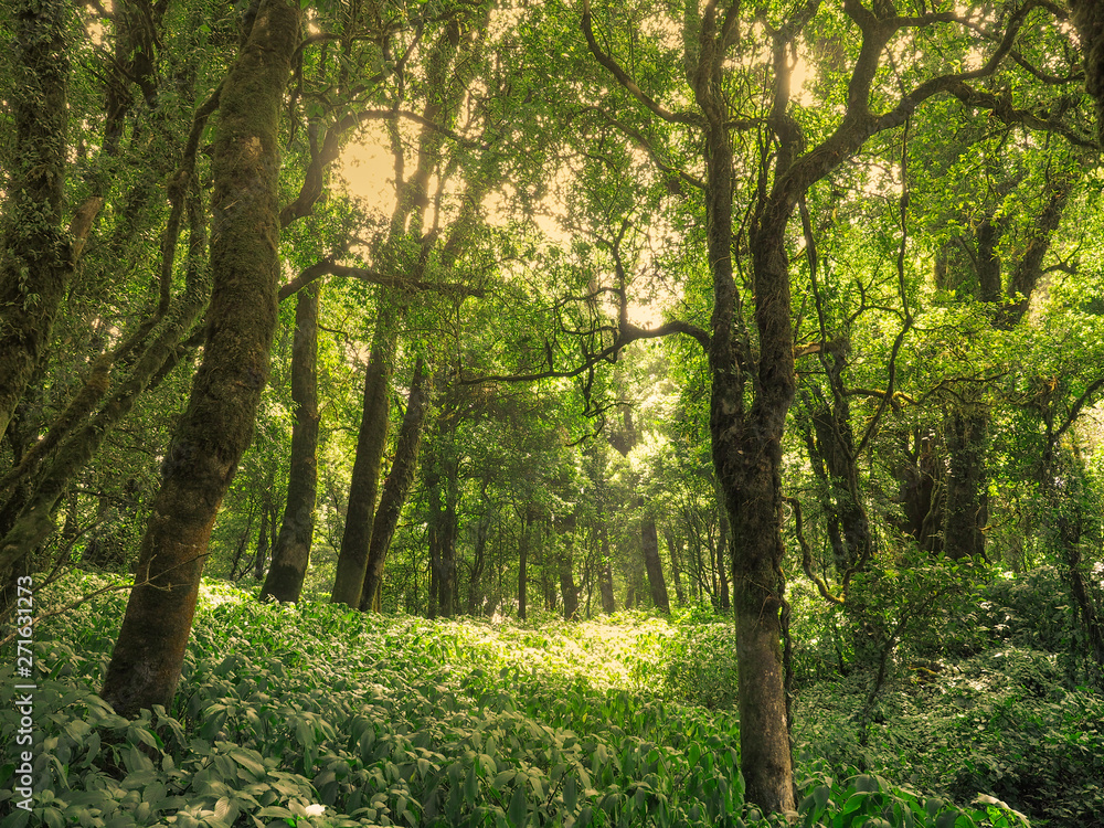 Trees in the forest, nature background of sunlight, wood landscape - trees with grass on the sun shining through in the natural forest in the colorful summer Trees in the forest, nature background of sunlight, wood landscape - trees with grass on the sun shining through in the natural forest in the colorful summer