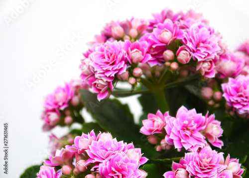 bouquet of pink flowers isolated on white background