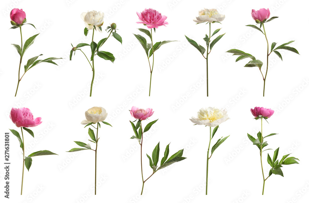 Set of beautiful peony flowers on white background - obrazy, fototapety, plakaty 