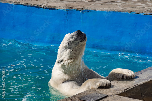 Beautiful polar bear in the zoo, in the blue pool, in a spacious enclosure. A large mammal with fluffy fur and large paws. Life in captivity, good content, cool water.