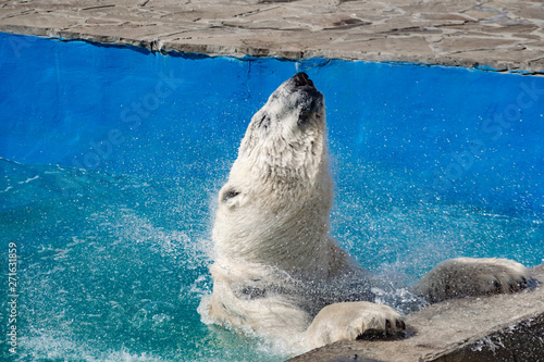 Beautiful polar bear in the zoo, in the blue pool, in a spacious enclosure. A large mammal with fluffy fur and large paws. Life in captivity, good content, cool water. photo