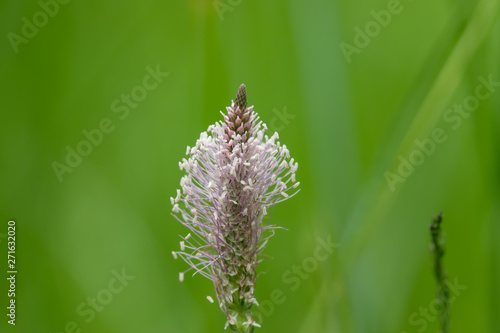 Plantain Inflorescence in Springtime