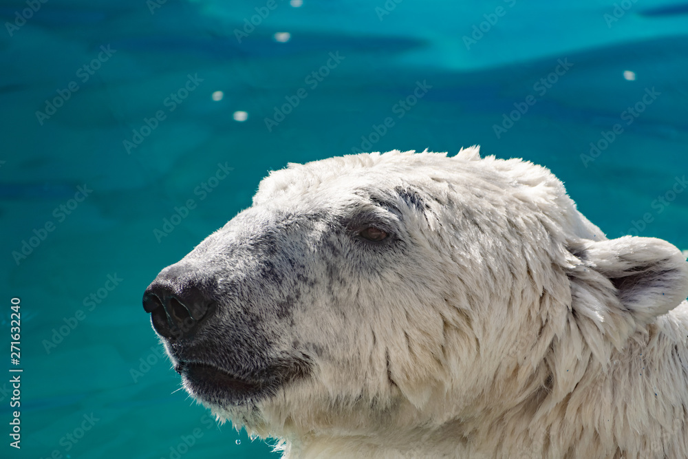 Beautiful polar bear in the zoo, in the blue pool, in a spacious enclosure. A large mammal with fluffy fur and large paws. Life in captivity, good content, cool water. Beautiful polar bear in the zoo, in the blue pool, in a spacious enclosure. A large mammal with fluffy fur and large paws. Life in captivity, good content, cool water.