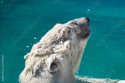 Beautiful polar bear in the zoo, in the blue pool, in a spacious enclosure. A large mammal with fluffy fur and large paws. Life in captivity, good content, cool water.