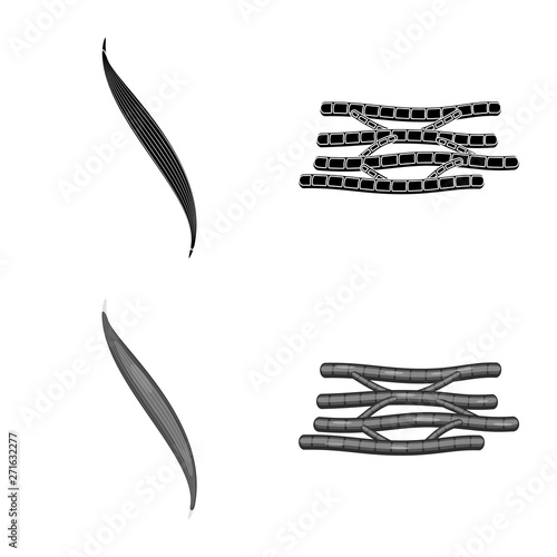 Vector design of fiber and muscular symbol. Collection of fiber and body  stock symbol for web.