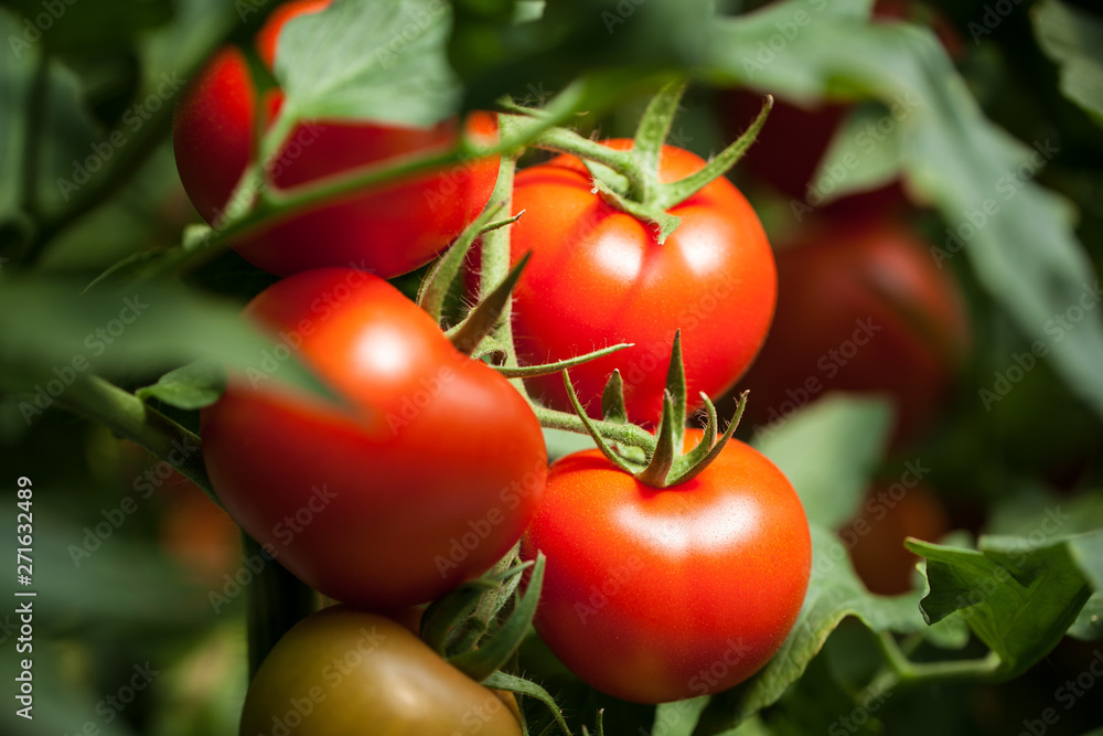 Tomatoes – "Pomodori" - obrazy, fototapety, plakaty 