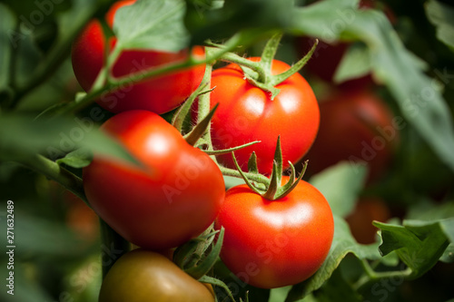 Vászonkép Tomatoes – Pomodori