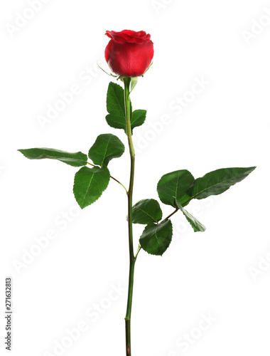 Beautiful blooming red rose on white background
