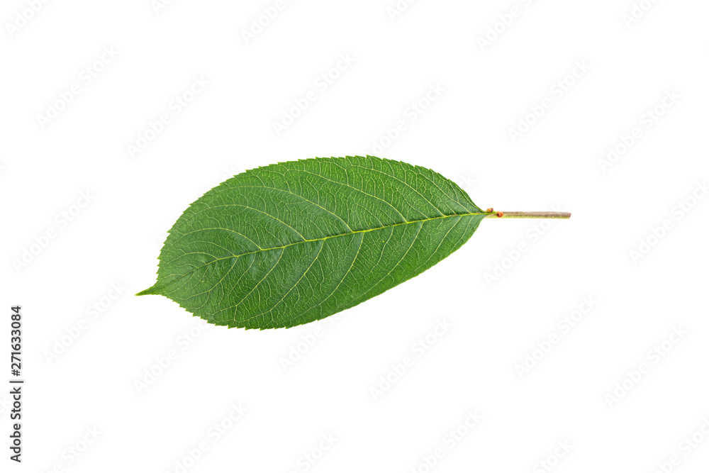 Obraz premium green cherry leaf isolated on white background