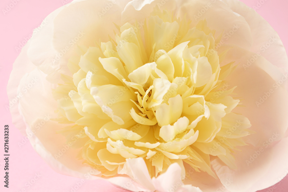Fragrant peony on color background, closeup view. Beautiful spring flower
