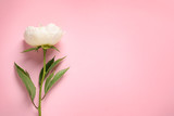Fragrant peony on color background, top view with space for text. Beautiful spring flower