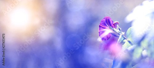 Foto Purple Morning glory in sunlight on a beautiful blue blurred background, banner