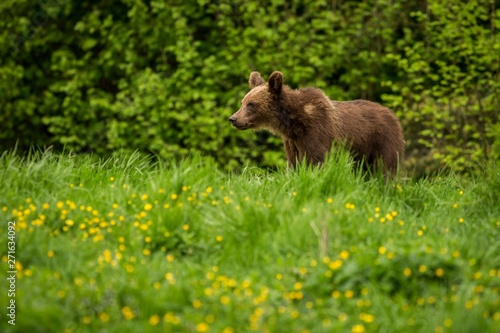 Brown Bear (Ursus arctos) in the meadow