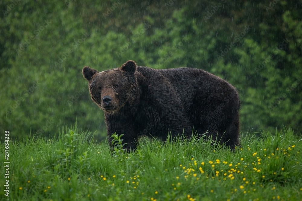 Brown Bear (Ursus arctos) in the rain Brown Bear (Ursus arctos) in the rain