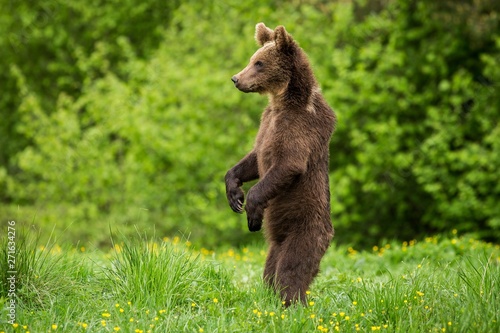 Brown Bear (Ursus arctos) standing