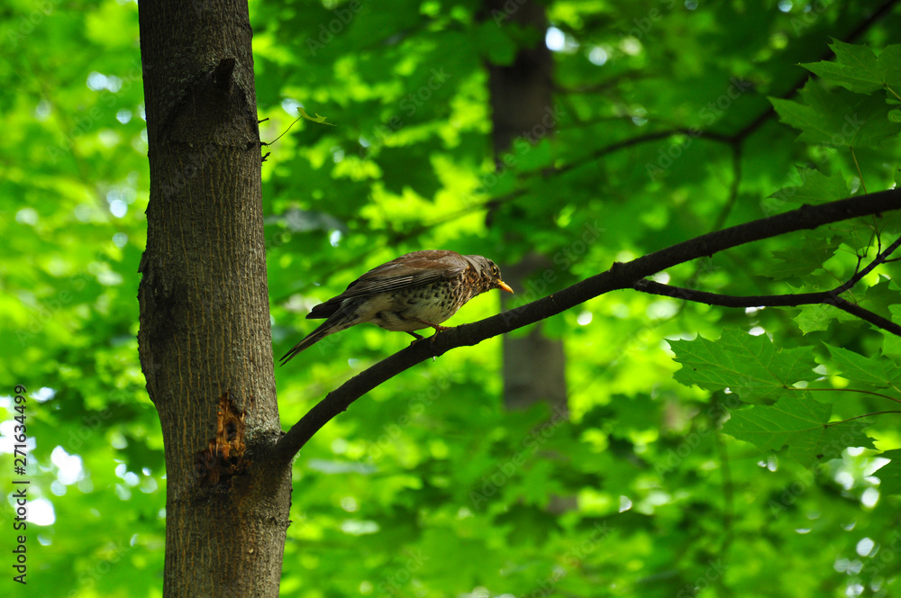 Thrush sits on tree branch in forest