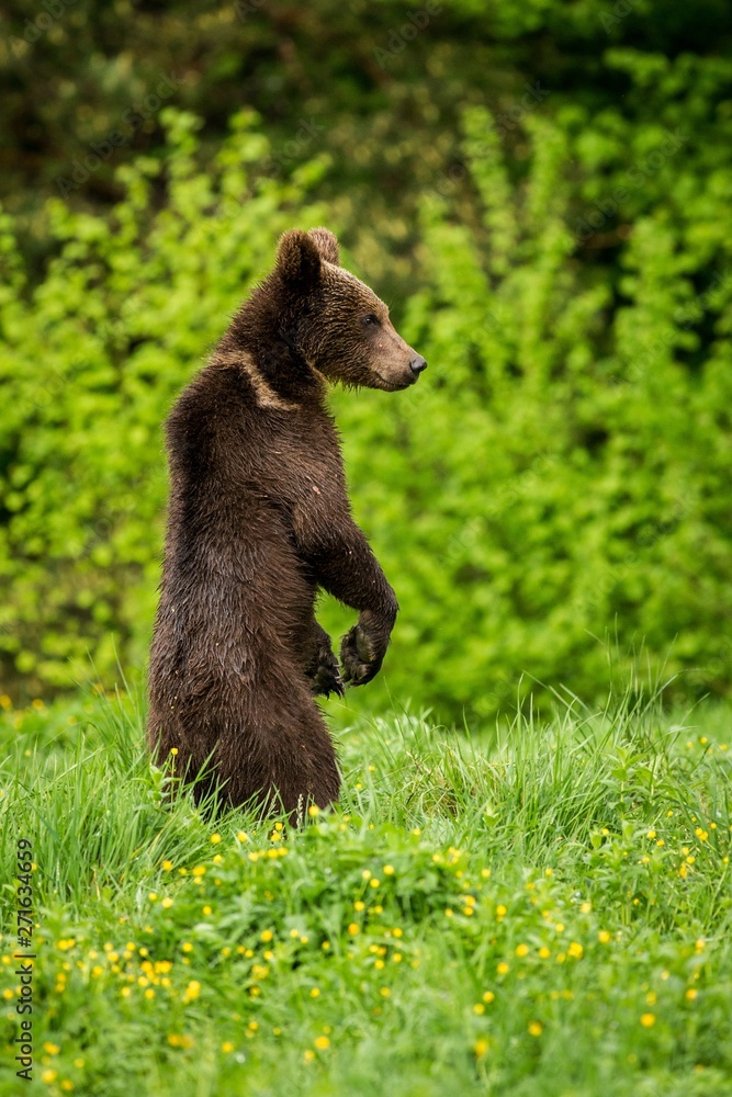 Fototapeta premium Brown Bear (Ursus arctos) standing