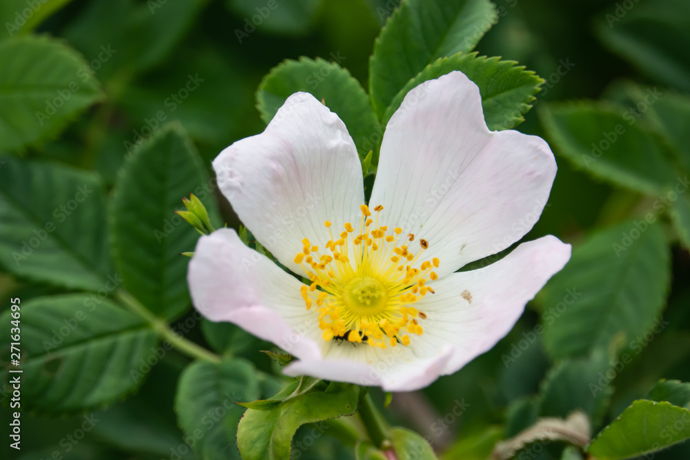 Wild Rose Flower in Bloom in Springtime Wild Rose Flower in Bloom in Springtime