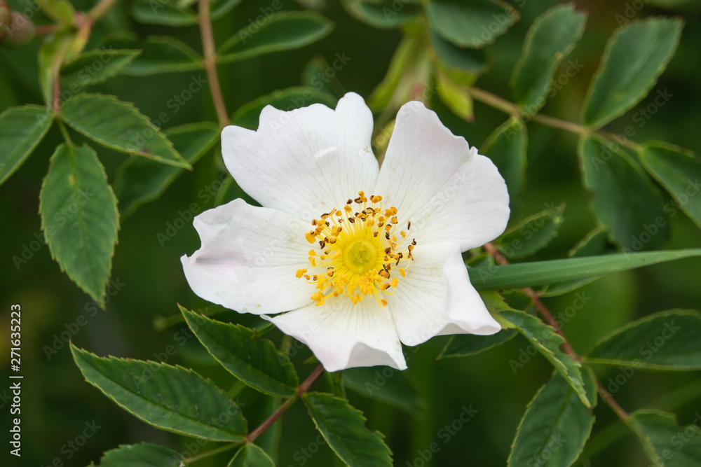 Wild Rose Flower in Bloom in Springtime Wild Rose Flower in Bloom in Springtime