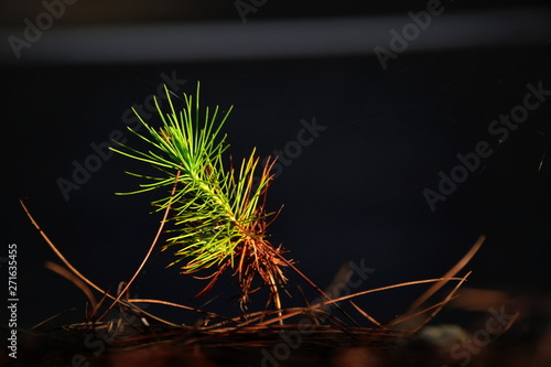 Little pine tree under sunlight