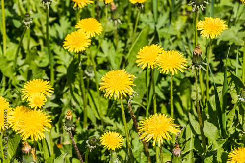 A group of yellow dandelions grow on a green background of leaves and grass in a park in spring