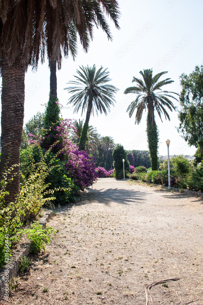 palm tree, date palm in Rhodes town in Greece palm tree, date palm in Rhodes town in Greece