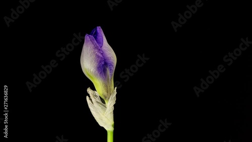 Blue iris or blueflag flower blooming, isolated on black background photo
