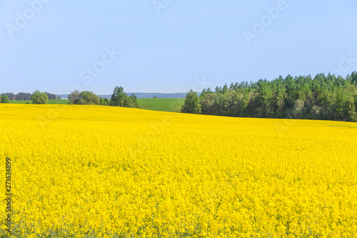 Rapeseed field  Blooming canola flowers. Flowering Bright Yellow Rape in summer.