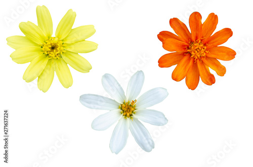 Beautiful flowers with white patterned background
