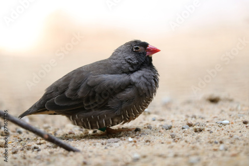 Little red-billed quailfinch ortygospiza gabonensis sitting on the sandy floor
