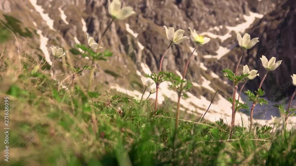 Snowdrop Anemone in springtime. Wild spring flowers in the mountains Snowdrop Anemone in springtime. Wild spring flowers in the mountains