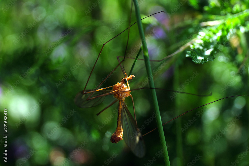 Schnake und grüner Hintergrund - Stockfoto