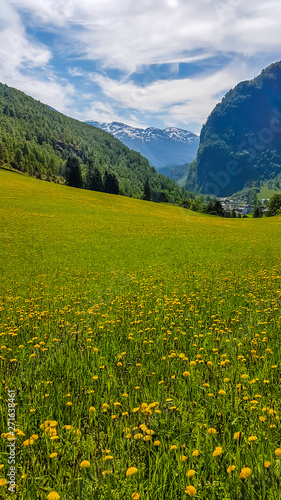 A picturesque view on a meadow covered with yellow flowers. Tall mountains in the back. Clear and beautiful day.Meadow at a full blossom. Unspoiled landscape.