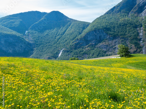 A picturesque view on a meadow covered with yellow flowers. Tall mountains in the back. Clear and beautiful day.Meadow at a full blossom. Unspoiled landscape. Little waterfall in the back.