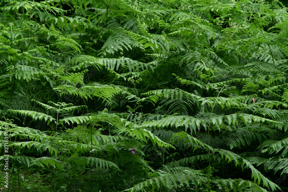 Green fern background. Lush tropical vegetation. Rainforest pattern Green fern background. Lush tropical vegetation. Rainforest pattern