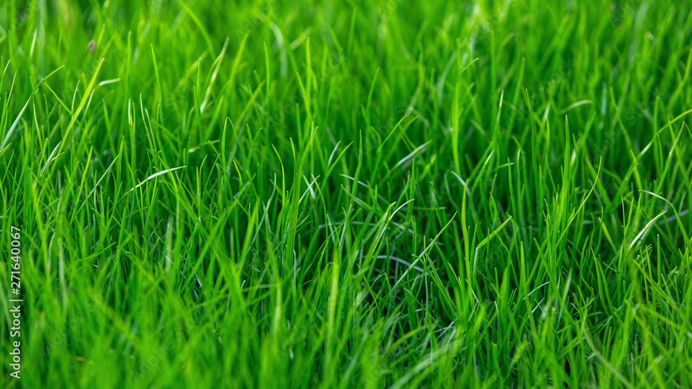 Green grass texture background in summer garden. nature concept. Green grass texture background in summer garden. nature concept.
