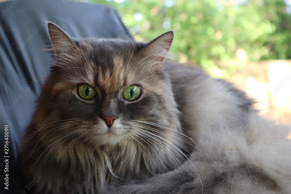 portrait of a grey cat. Norwegian forest cat. Cute norwegian forest cat looking and listening