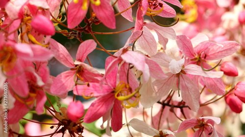 soft focus. Java Cassia, Pink Shower, Apple Blossom Tree,Rainbow Shower Tree,Cassia javanica,Javanese Cassia,Cassia javanica,Leguminosae,Fabaceae,flower.