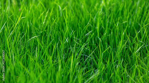 Green grass texture background in summer garden. nature concept.