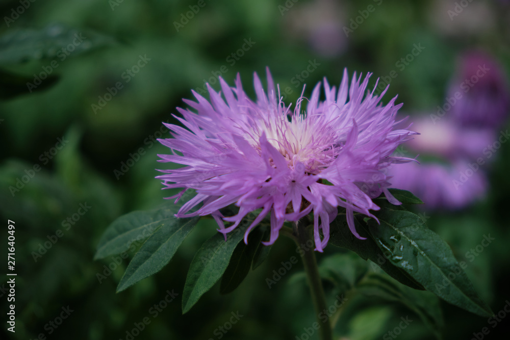 Beautiful flowers bloomed in early summer in the city park. Beautiful flowers bloomed in early summer in the city park.