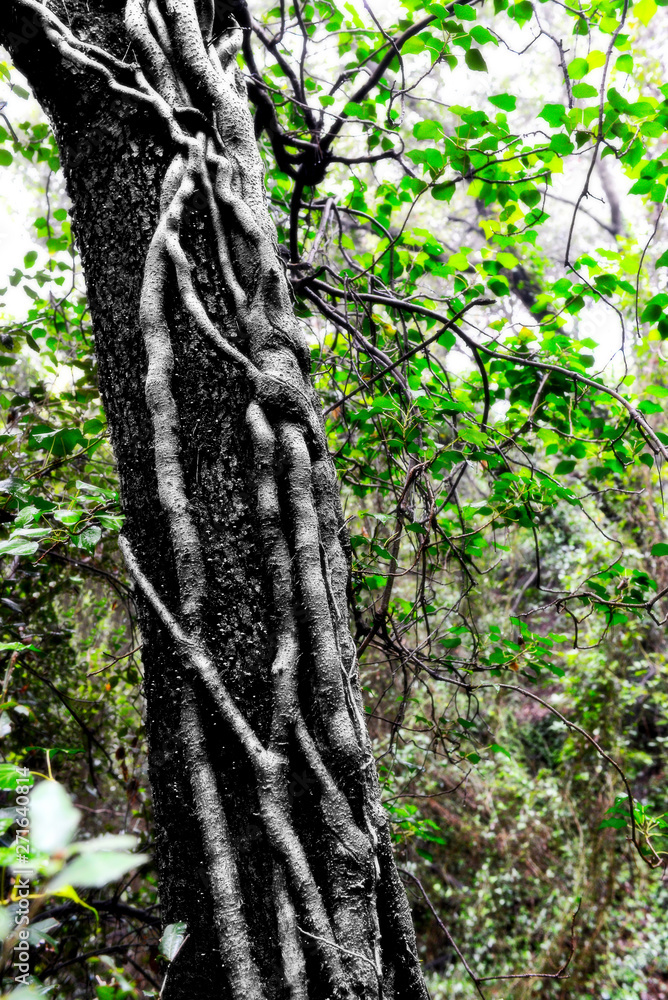 Obraz premium árbol, bosque, naturaleza, cofres, verde, madera, corteza, aparcar, fábrica, abedul, hojas, verano, primavera, árbol, viejo, ambiente, languidecer, paisaje, otoñal, madera, nativo, hojas, bosque, foll