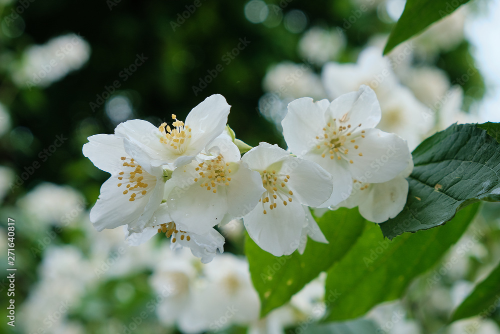 Beautiful flowers bloomed in early summer in the city park. Beautiful flowers bloomed in early summer in the city park.
