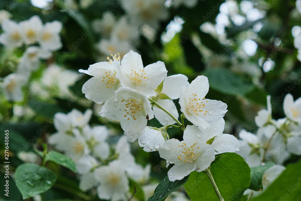 Beautiful flowers bloomed in early summer in the city park. Beautiful flowers bloomed in early summer in the city park.