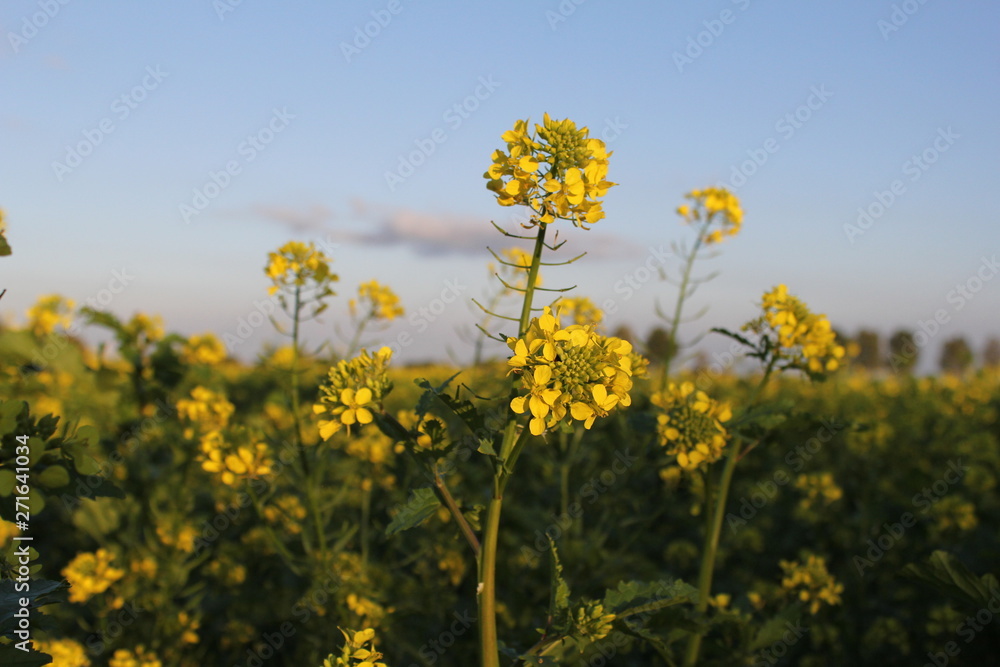 beautiful white mustard plants closeup and a blue sky in the background in holland beautiful white mustard plants closeup and a blue sky in the background in holland