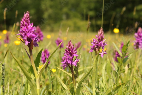 group  of beautiful pink wild orchids in the fields at a sunny day in springtime