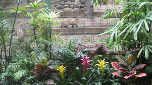 Fototapeta Naklejka Na Ścianę i Meble -  flowers in the zoo