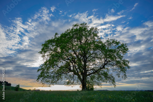 huge single oak tree on a s...