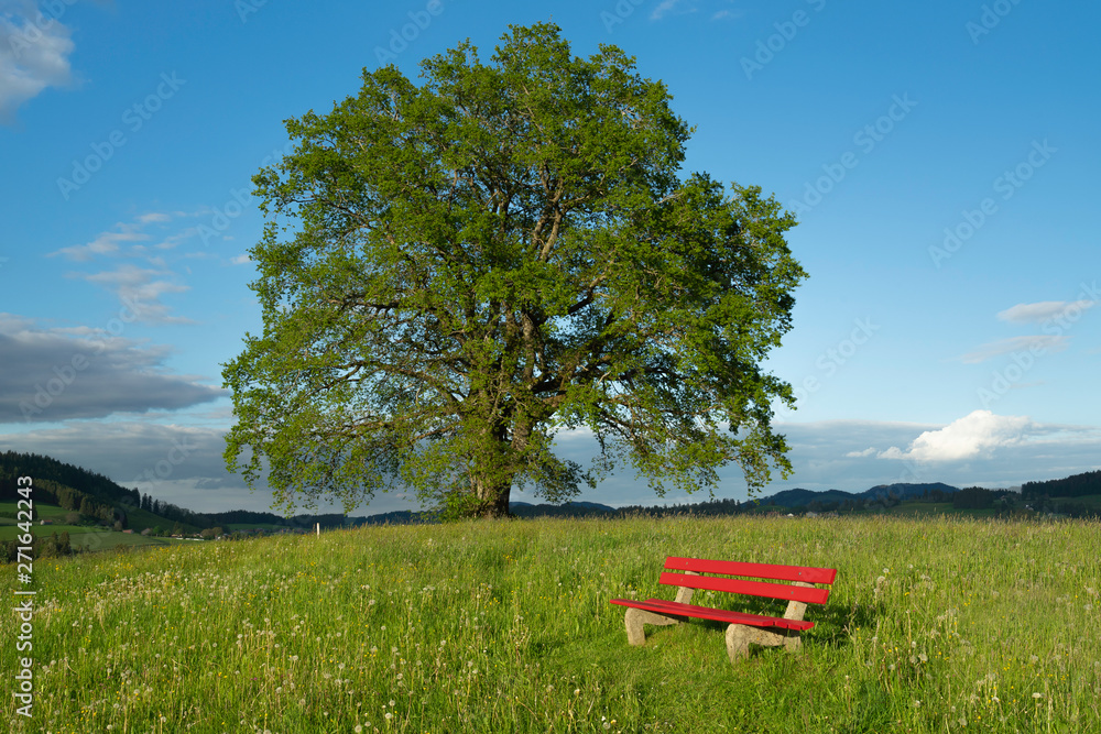 red seat bench on green spring mradow wizh a huge tree in Background red seat bench on green spring mradow wizh a huge tree in Background