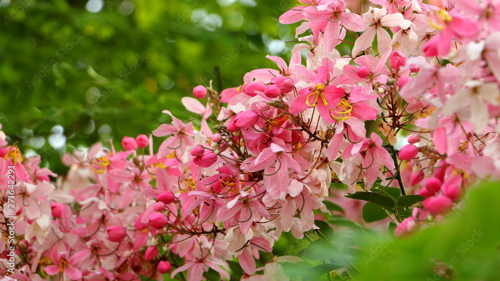 Fototapeta premium soft focus. Java Cassia, Pink Shower, Apple Blossom Tree,Rainbow Shower Tree,Cassia javanica,Javanese Cassia,Cassia javanica,Leguminosae,Fabaceae,flower.